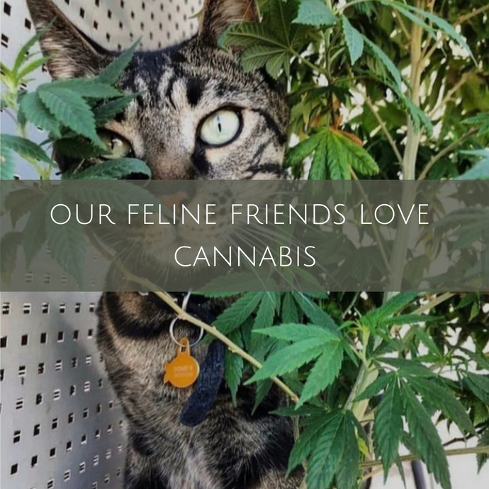 Our feline friends love cannabis