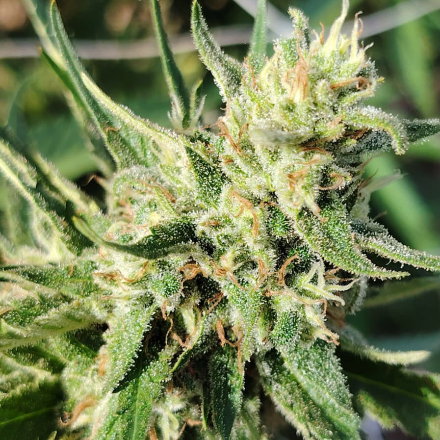 Chocolate Haze - Karoo Outdoor – Holy Basil